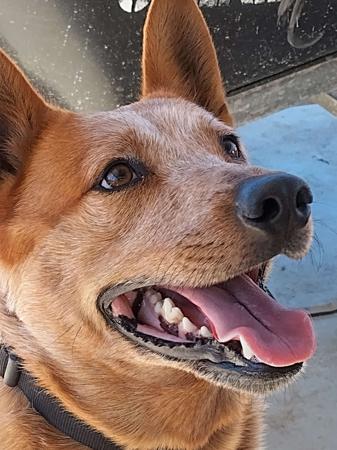 Australian Stumpy Tail Cattle Dog for sale by AVATINNI