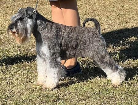 Schnauzer (Miniature) puppy for sale by HEISSPUR