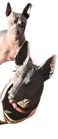 Peruvian Hairless Dog (Large) for sale by TIKTOK