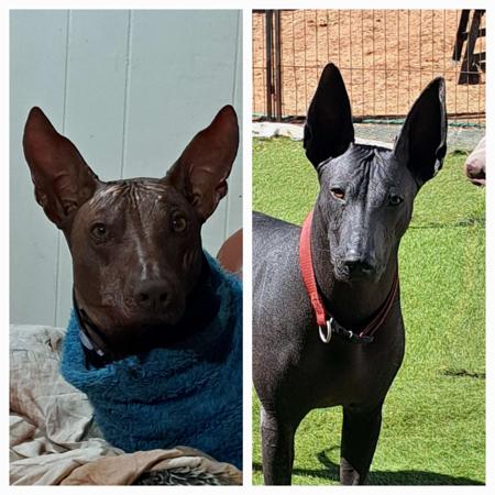 Peruvian Hairless Dog (Large) for sale by TIKTOK