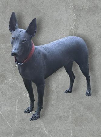 Peruvian Hairless Dog (Large) for sale by TIKTOK