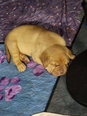 Dogue de Bordeaux puppy for sale by NANMASDOGUES