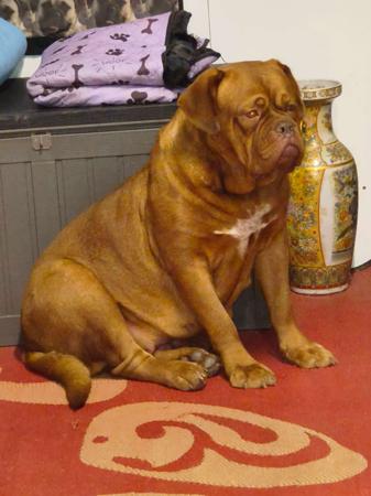 Dogue de Bordeaux puppy for sale by NANMASDOGUES