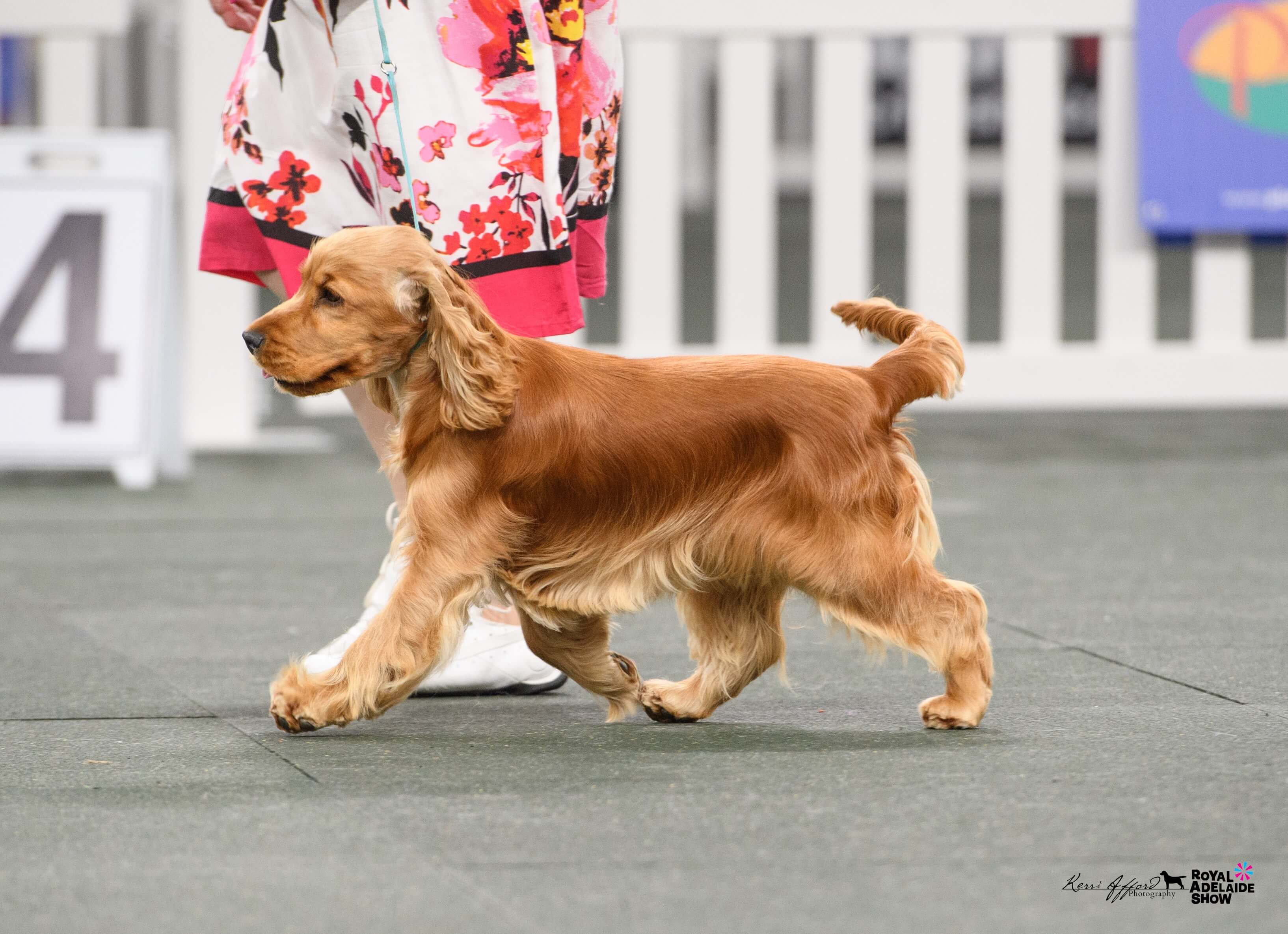 Aust Ch Romark Pixels In The Starz (AI) Cocker Spaniel - Owned by Mr N ...