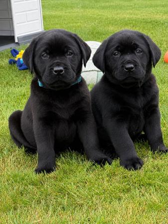 Labrador Retriever puppy for sale by TASVALLEY