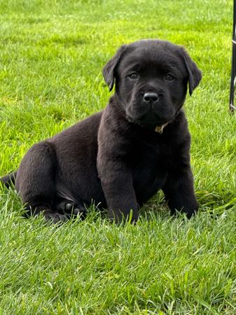 Labrador Retriever puppy for sale by TASVALLEY