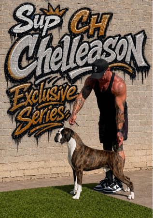CIB CH A2O CH Supreme CH Chelleason Exclusive Series Boxer
