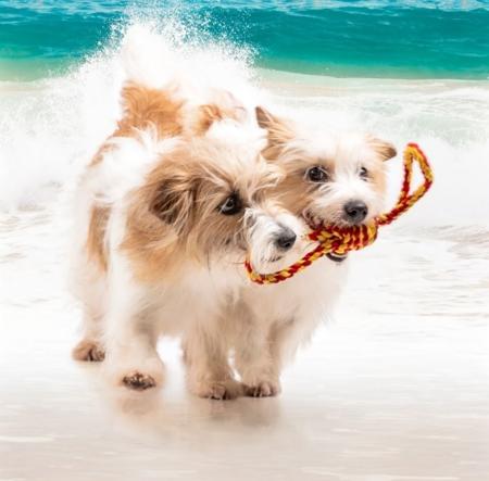 Jack Russell Terrier for sale by JACKFORDKENNELLS