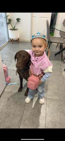 German Shorthaired Pointer for sale by TABAYNES