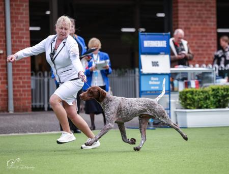 German Shorthaired Pointer for sale by TABAYNES