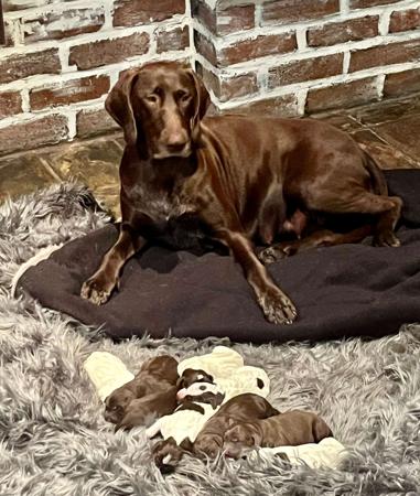 German Shorthaired Pointer for sale by TABAYNES