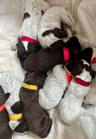 German Shorthaired Pointer for sale by TABAYNES