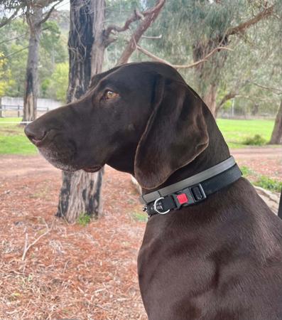 German Shorthaired Pointer for sale by TABAYNES