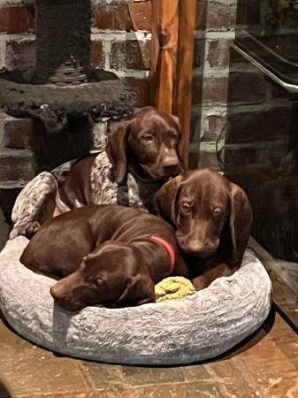 German Shorthaired Pointer puppy for sale by TABAYNES