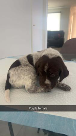 German Shorthaired Pointer puppy for sale by TABAYNES