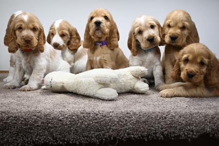 Cocker Spaniel for sale by RIVERSPRIDE