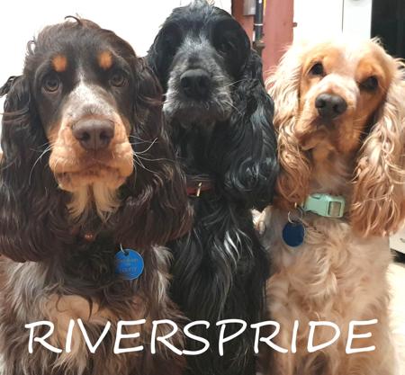 Cocker Spaniel for sale by RIVERSPRIDE