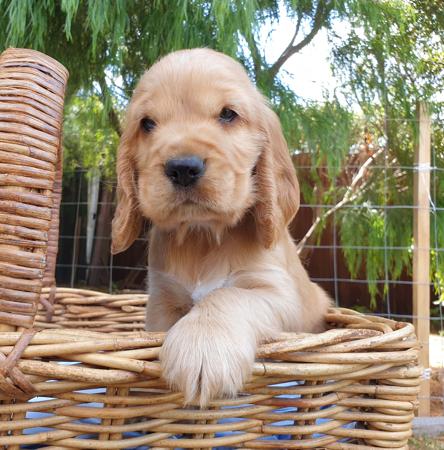 Cocker Spaniel for sale by RIVERSPRIDE