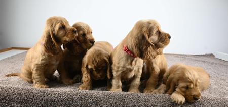 Cocker Spaniel for sale by RIVERSPRIDE