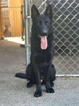 German Shepherd Dog for sale by LANGREN03