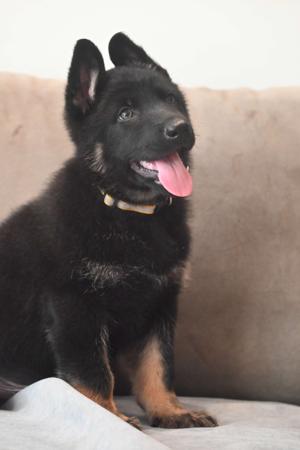 German Shepherd Dog for sale by AUGSROTT