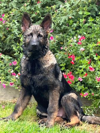 German Shepherd Dog for sale by AUGSROTT