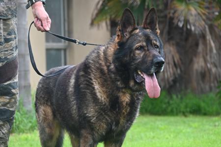 German Shepherd Dog for sale by AUGSROTT