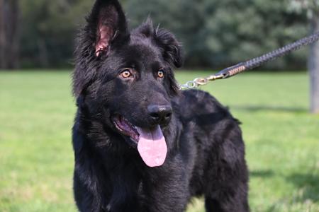 German Shepherd Dog (Long Stock Coat) for sale by AUGSROTT