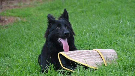 German Shepherd Dog (Long Stock Coat) for sale by AUGSROTT