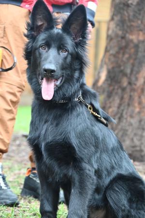 German Shepherd Dog (Long Stock Coat) for sale by AUGSROTT