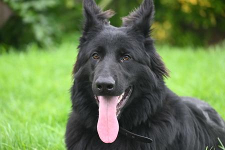 German Shepherd Dog (Long Stock Coat) for sale by LANGREN03
