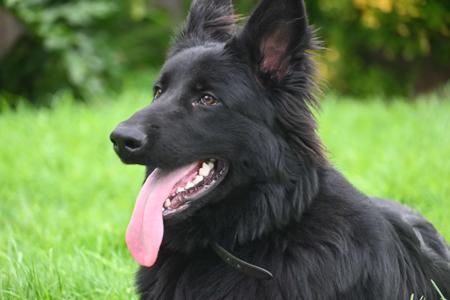 German Shepherd Dog (Long Stock Coat) for sale by AUGSROTT
