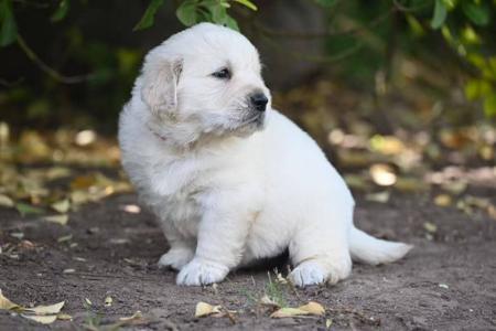 Golden Retriever for sale by AUGSROTT
