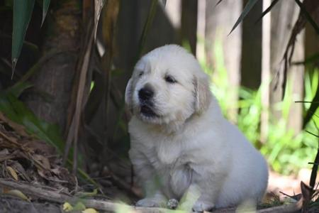 Golden Retriever for sale by AUGSROTT