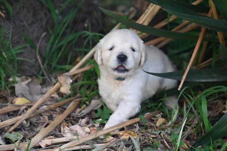 Golden Retriever for sale by AUGSROTT