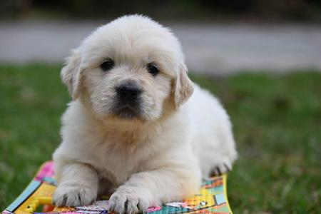 Golden Retriever for sale by LANGREN03