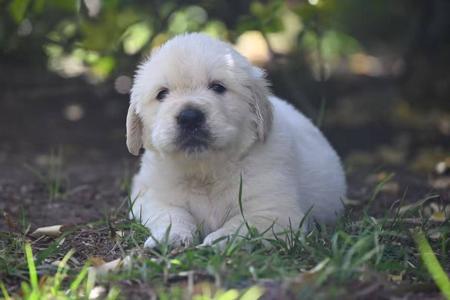 Golden Retriever for sale by AUGSROTT