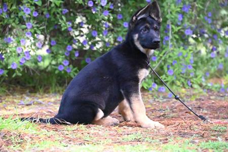 German Shepherd Dog puppy for sale by LANGREN03