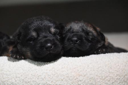 German Shepherd Dog puppy for sale by LANGREN03