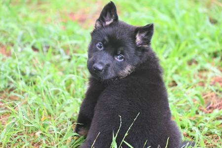 German Shepherd Dog puppy for sale by LANGREN03