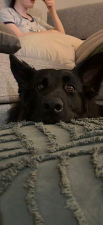 German Shepherd Dog (Long Stock Coat) puppy for sale by LANGREN03