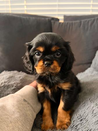 Cavalier King Charles Spaniel puppy for sale by RUBYGOROSE