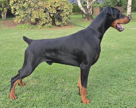Dobermann puppy for sale by FIREAX