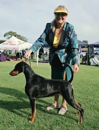 Fireax Disco Fever Dobermann