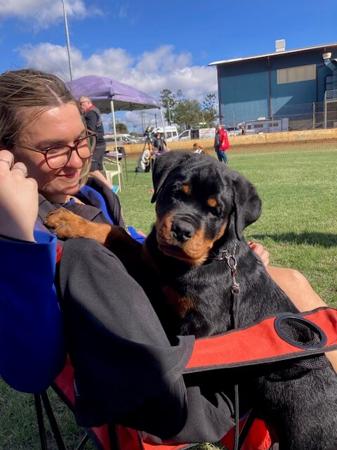 Saikorott Mr Electric Blue Rottweiler