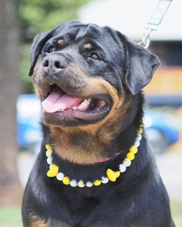 Aust.Ch. Cleandra Oella Magic Happens At Ebonhaus (AI) Rottweiler
