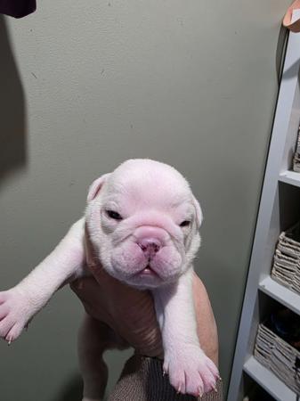 British Bulldog puppy for sale by JAFARUT