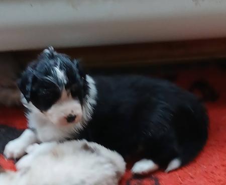 Australian Shepherd puppy for sale by TUSCAMADA