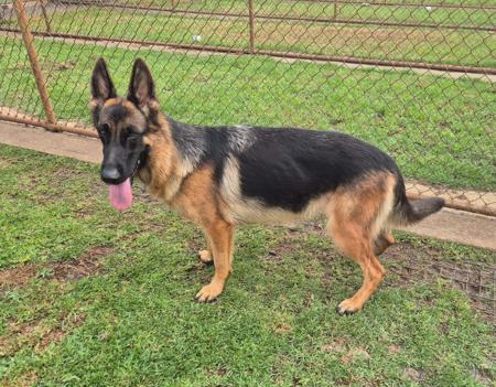 German Shepherd Dog dog for sale by VOLSCARO