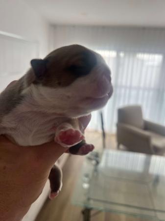 British Bulldog for sale by BULLYMCLARRY